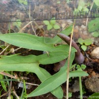 Typhonium roxburghii Schott